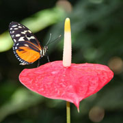 Schmetterling, Anthurie
